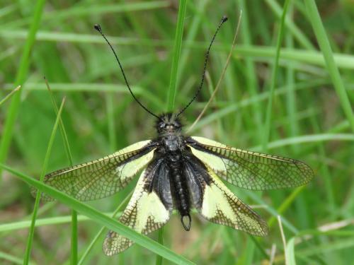 Réf. 207 878 : Libelloides coccajus